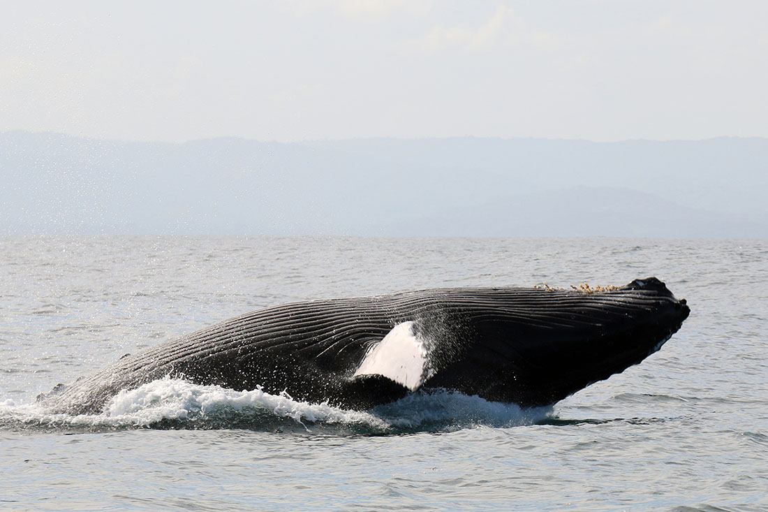 Baleines de Samana - Flora Tours