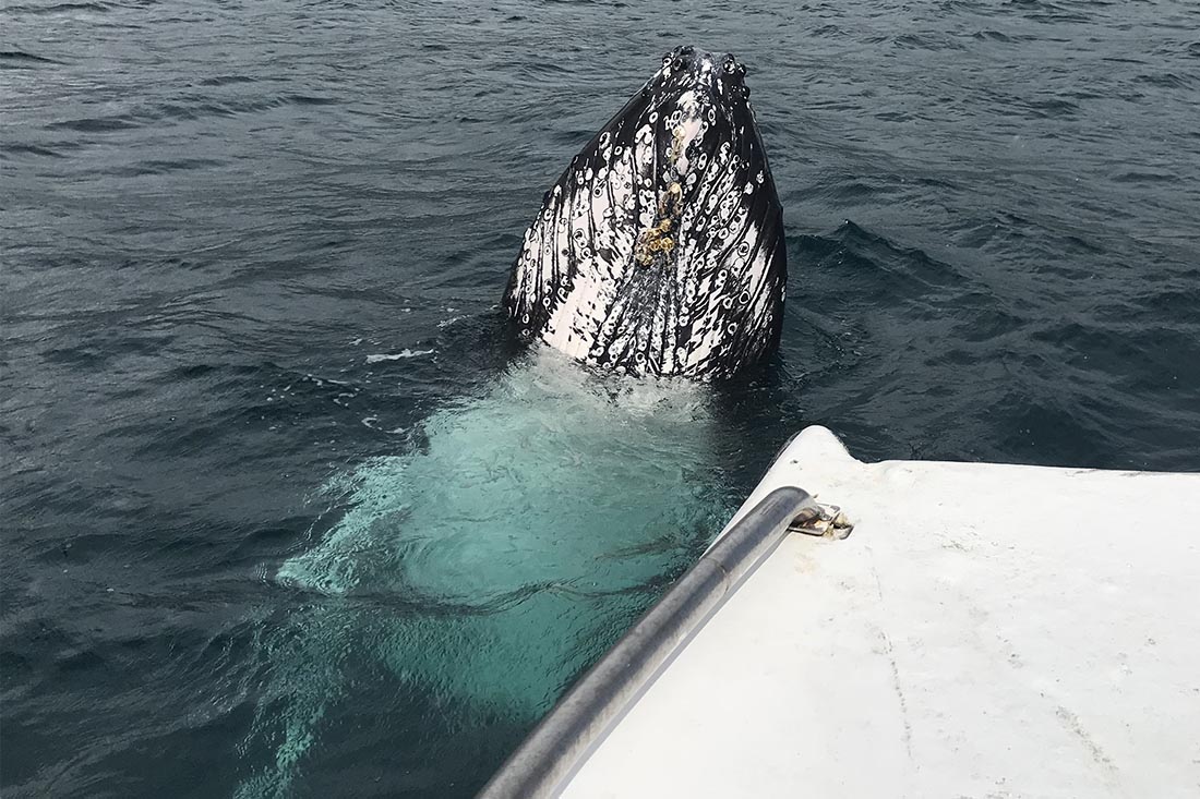 Baleines de Samana - Flora Tours