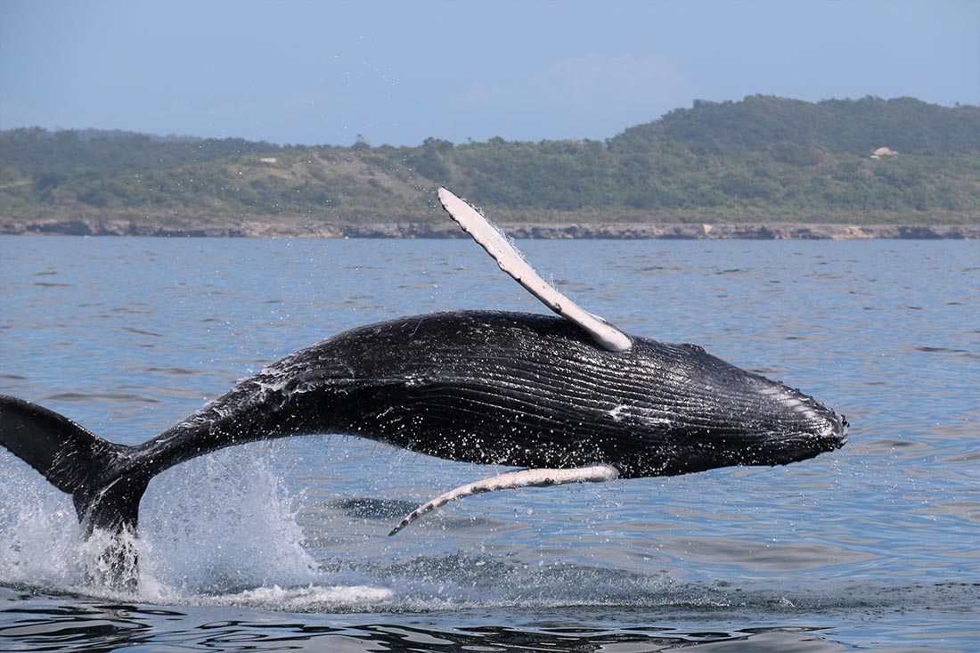 Baleines de Samana - Flora Tours