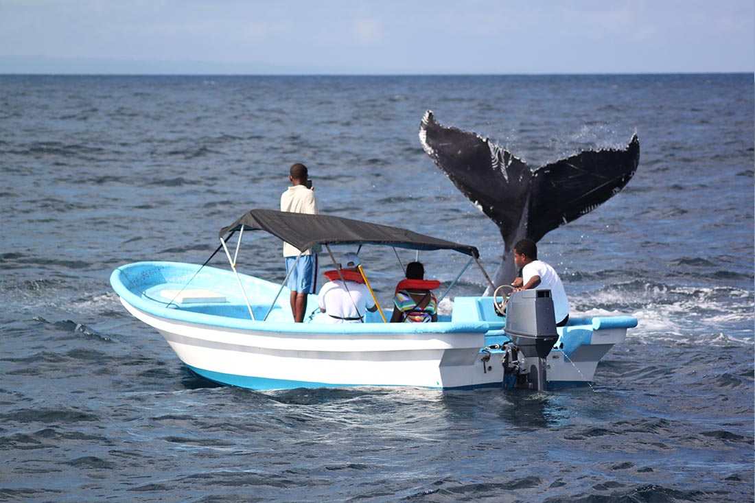 Baleines de Samana - Flora Tours