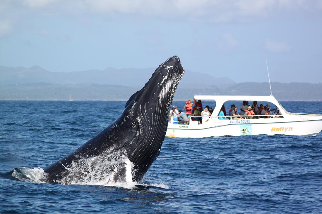 Baleines de Samana - Flora Tours