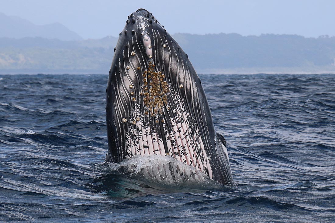 Baleines de Samana - Flora Tours