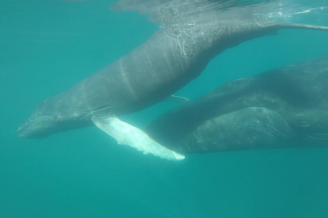 Baleines de Samana - Flora Tours