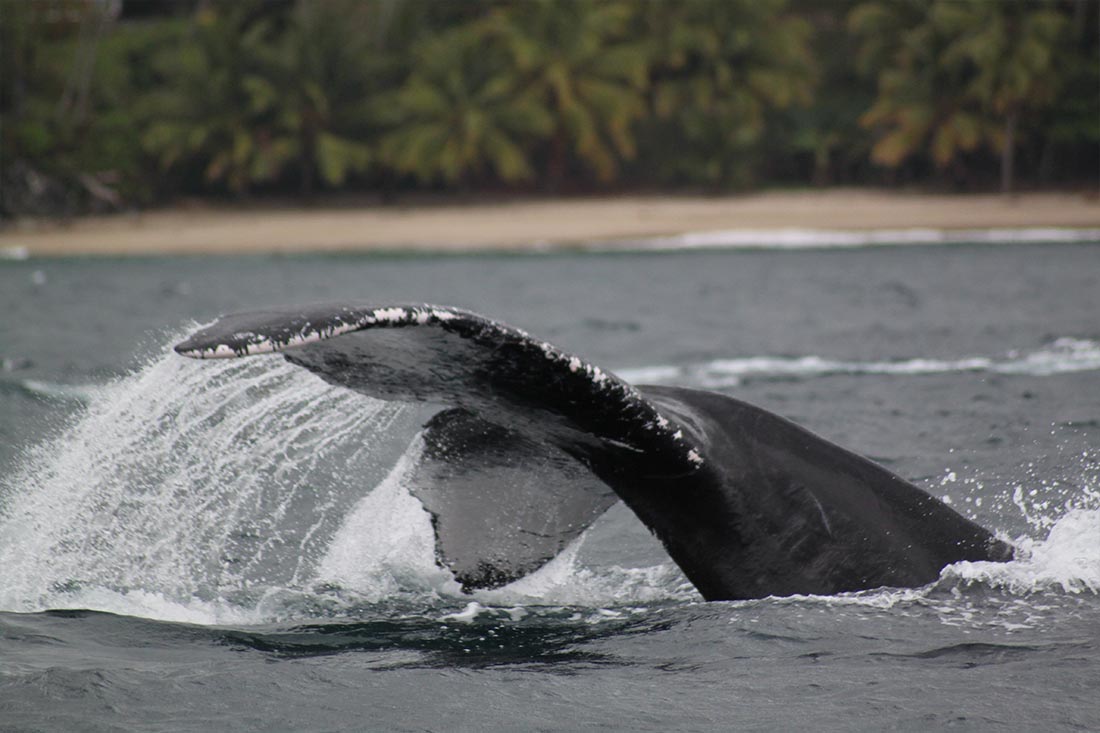 Baleines de Samana - Flora Toursamana - Flora Tours