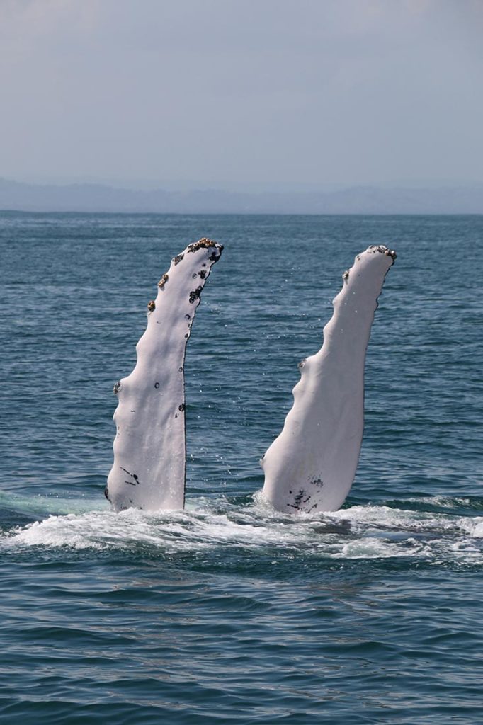 Baleines de Samana - Flora Tours