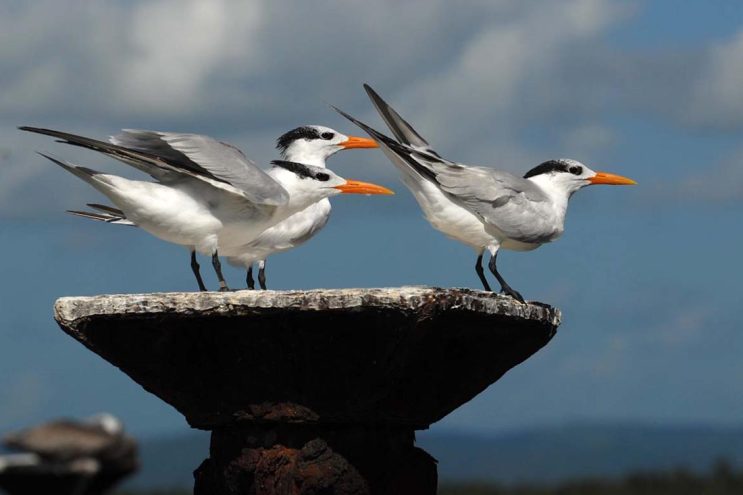 Los Haitises - Flora Tours