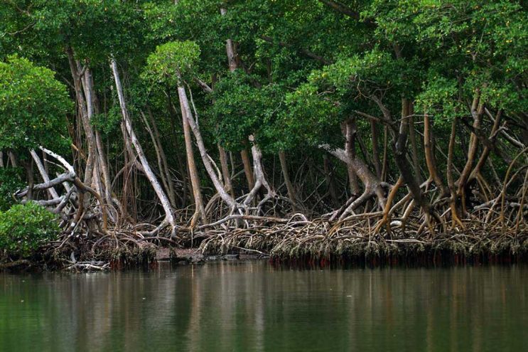 Los Haitises - Flora Tours